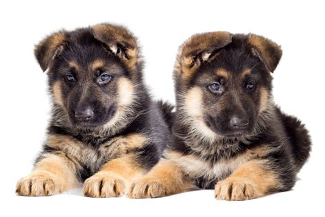 German Shepherd Puppy Training Schedule: Month-By-Month - World of Dogz