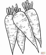 Carrots coloring Page  Free Printable Coloring Pages sketch template