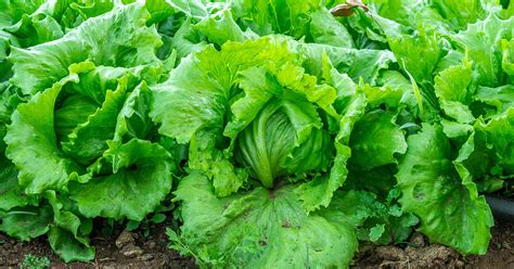 Iceberg Lettuce Growing & Care Guide - The Garden Magazine