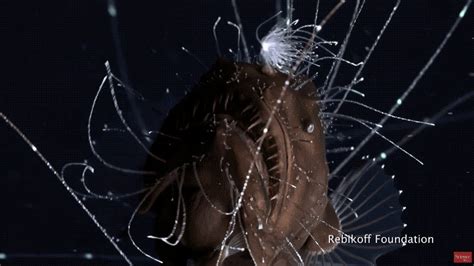 First-Ever Footage of Anglerfish Mating Is as Horrifying as You'd Imagine