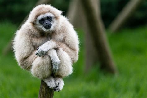 Gibbon Wallpapers - Wallpaper Cave