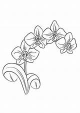 Coloring Pages  Orchid flower coloring pages sketch template