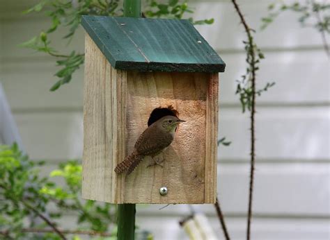 Carolina Wren Bird House