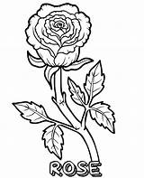 Rose Flower Picture For Coloring  Best Site sketch template