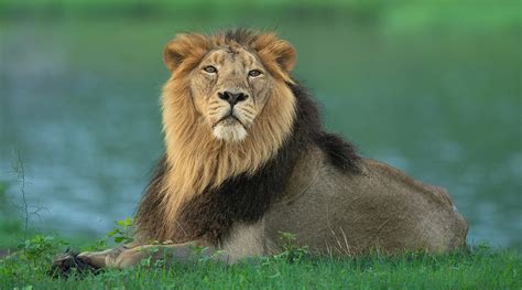 Asiatic Lion Population 2024 - Adora Ardelia