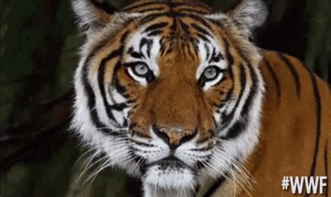 Unimpressed Tiger GIF - Wwf Unimpressed Tiger - Discover & Share GIFs