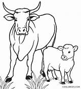 Coloring Pages Cow Printable Baby Calf Library Clipart Sketch Page sketch template