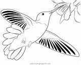 Hummingbird Coloring Pages Sketch Page sketch template