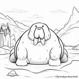 Walrus Coloring Pages  Free & Printable sketch template