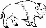 Disegno di Giovane bisonte Da Colorare  Disegni E Stampare sketch template