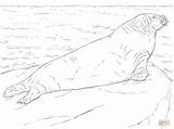 Walrus Coloring Pages  Cool sketch template