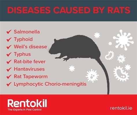 Can Pet Rats Carry Diseases at Harry Schick blog