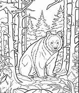 Woods Coloring Pages sketch template