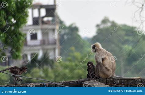 Mother Gray Langur Also Known As Hanuman Langur with Her Baby. Stock ...