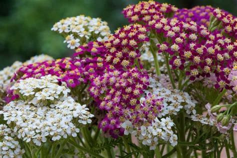 Growing Guide: How to Grow and Care for Yarrow - Garden Lovers Club