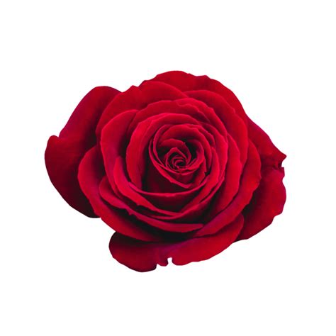 red rose transparent 13218086 PNG