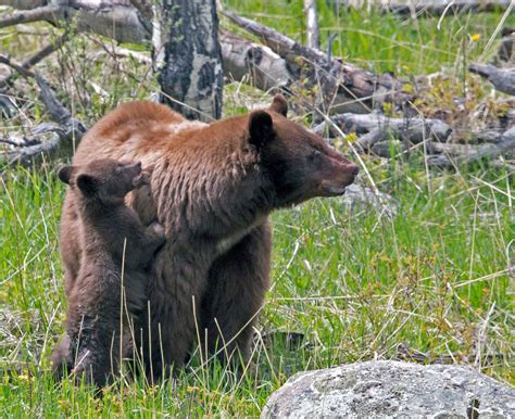 Pin by Dave on Animals of Rocky Mountain National Park | Rocky mountain national park, Wildlife ...