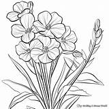 Buttercup Coloring Pages  Free & Printable sketch template