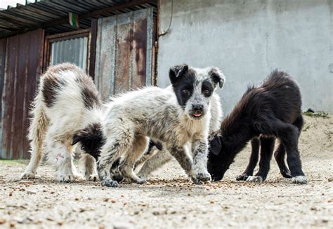 Can Dogs Catch Diseases From Stray Cats