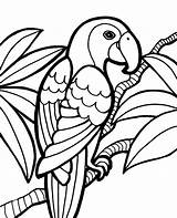 Parrots Coloring Pages sketch template