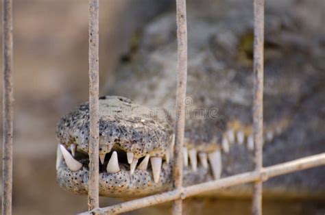 Nile Crocodile Teeth at Crocodile Farm in the Desert Stock Image - Image of closeup, group ...