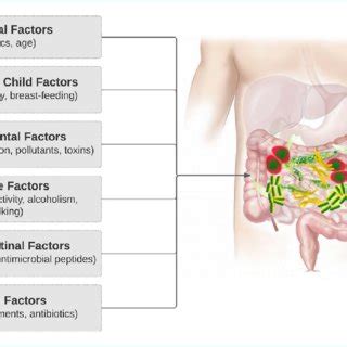 -Factors influencing the intestinal microbiota. Adapted from Clarke et... | Download Scientific ...