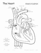 Anatomy Coloring Pages For Adults sketch template