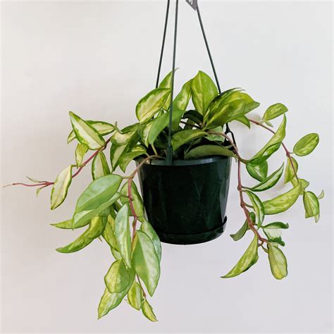 Hoya Krimson Princess | Plantsmith Indoor Plants