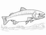 Adult Trout Coloring Sheet  Page sketch template