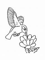 Hummingbird coloring Page sketch template