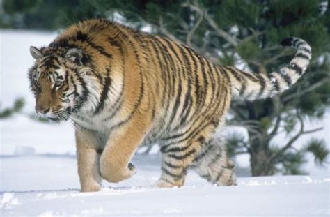 Mucha trusca: El Tigre Siberiano