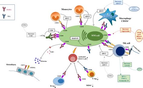 Engagement Klammer Neue Bedeutung kappa mechanism begins herunter ...