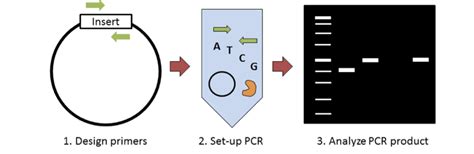 Plasmids 101: Colony PCR