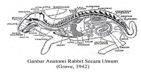 zoologi vertebrata: laporan morfologi & anatomi kelinci