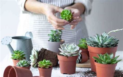 8 Tips for Transplanting Succulents Properly - Global Gardening Secrets