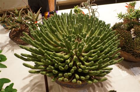 Euphorbia esculenta - CSSA 2014.JPG | Euphorbia, Cacti and succulents, Cactus plants