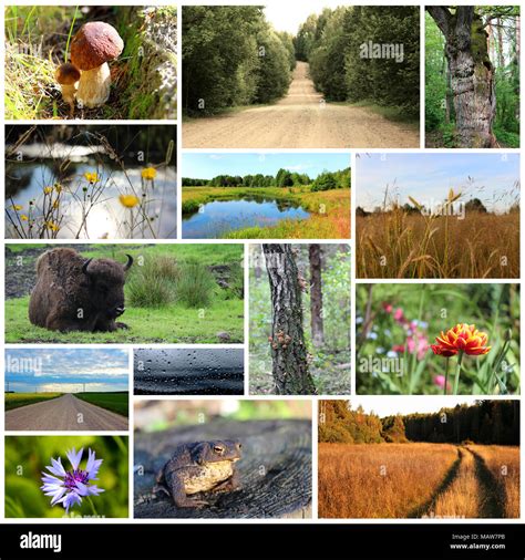 Nature photo collage hi-res stock photography and images - Alamy