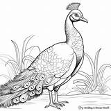 Peacock Coloring Page sketch template
