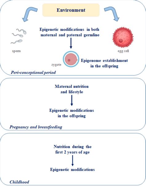 The Egg Theory Of Life - G Hempel Early Life History Of Marine Fish The Egg Stage Xvi 70 Pp ...