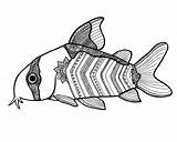 Ga Aquarium Coloring Pages sketch template