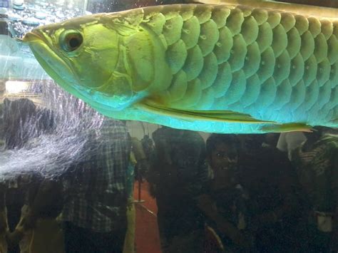 5 Rare Exotic Freshwater Fish for your Home Aquarium