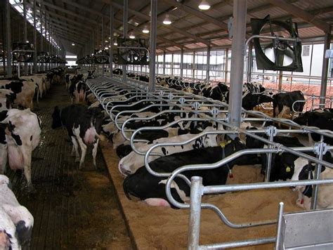 cows in milking stalls | Frequently Asked Questions on Free Stall Dairy Equipment Cattle Farming ...