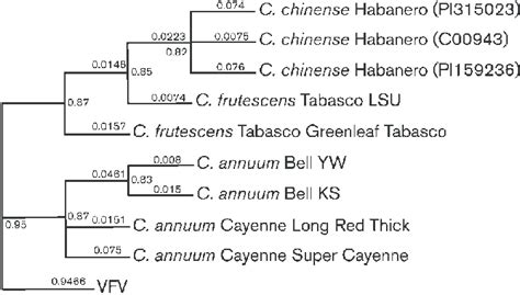 Bayesian phylogenetic analysis of the RdRp regions of putative... | Download Scientific Diagram