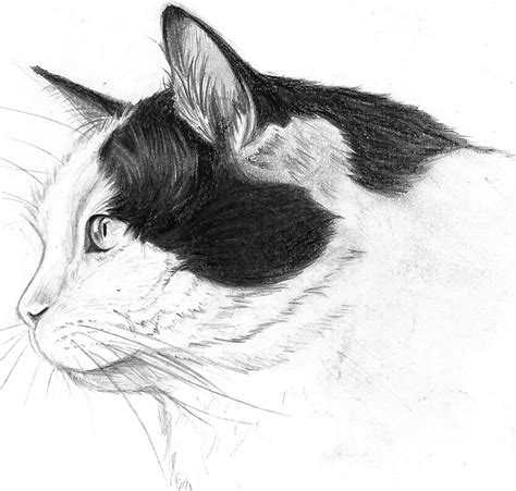 Cat Profile Drawing by pessimischick on DeviantArt