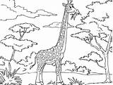 Dibujos De JIRAFAS Para Colorear Y Pintar sketch template