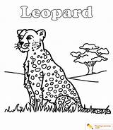 Leopard Coloring Page 04  Free sketch template