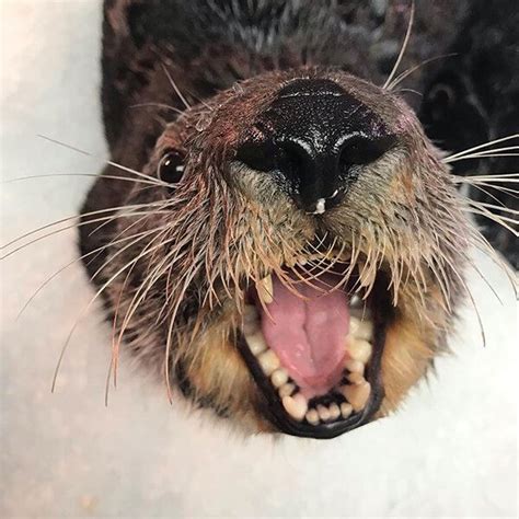 Sea Otter Looks So Happy It Makes All Those Teeth Seem Less Scary — The ...