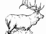 Bull Elk Coloring Pages At GetColoringscom  Free Printable Colorings sketch template