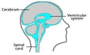 Draining Brain Fluid - Best Drain Photos Primagem.Org