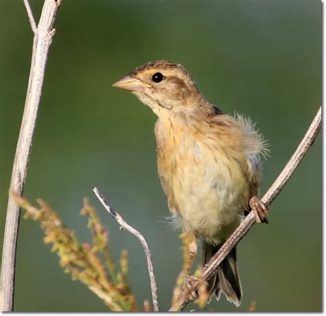 Backyard Bird Cam - immature Dickcissel